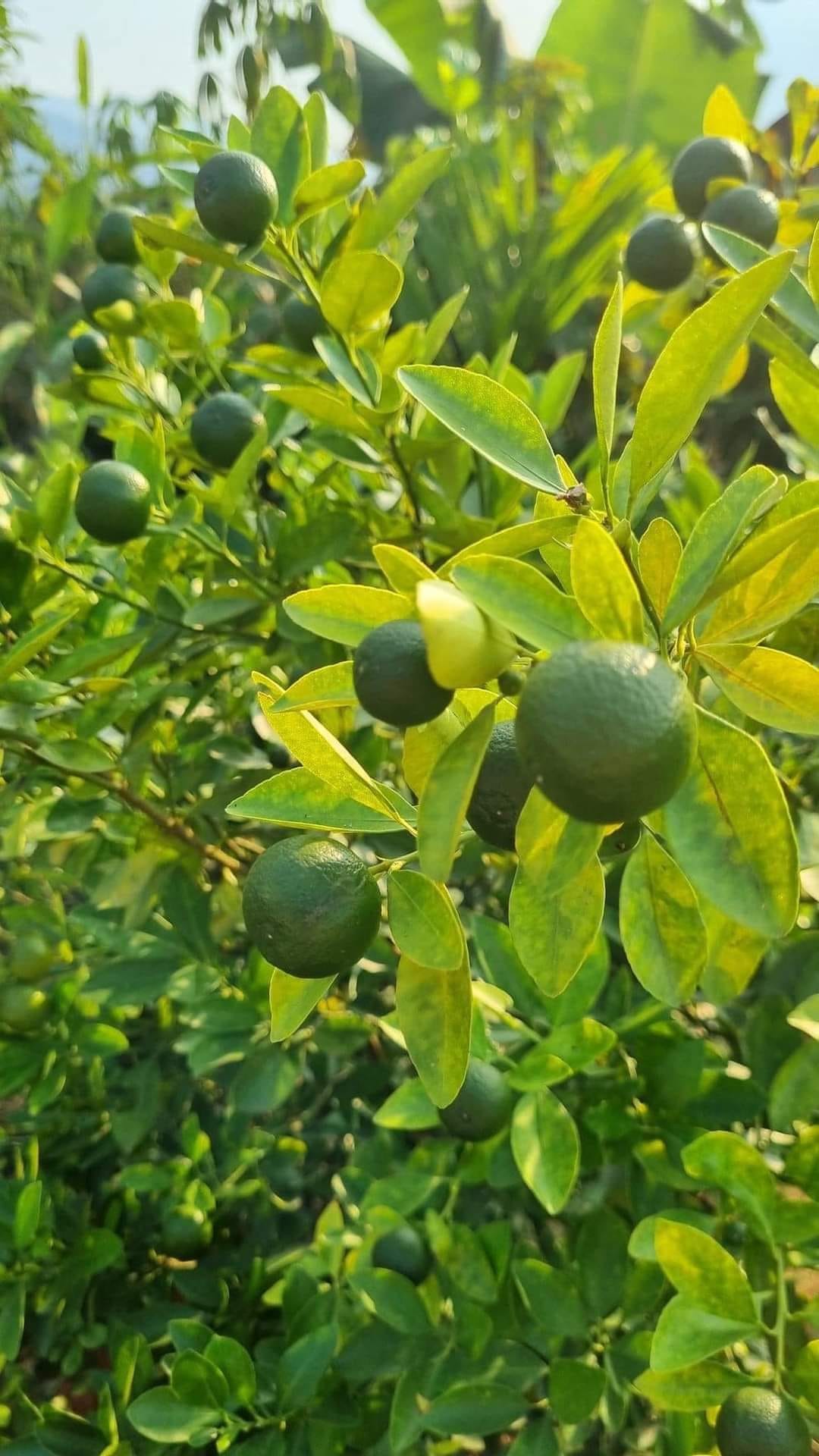 Mật ong lên men Gừng Quất Muối 3