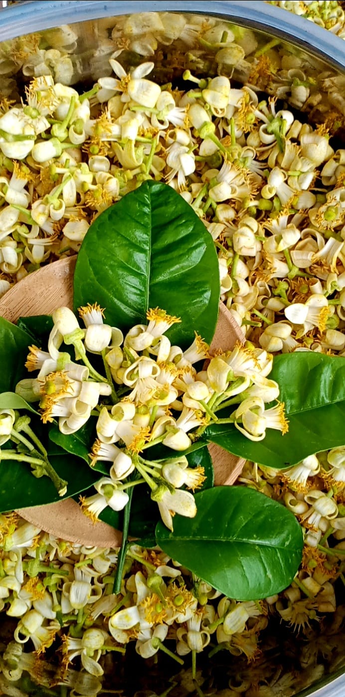 Tinh chất hoa bưởi 1