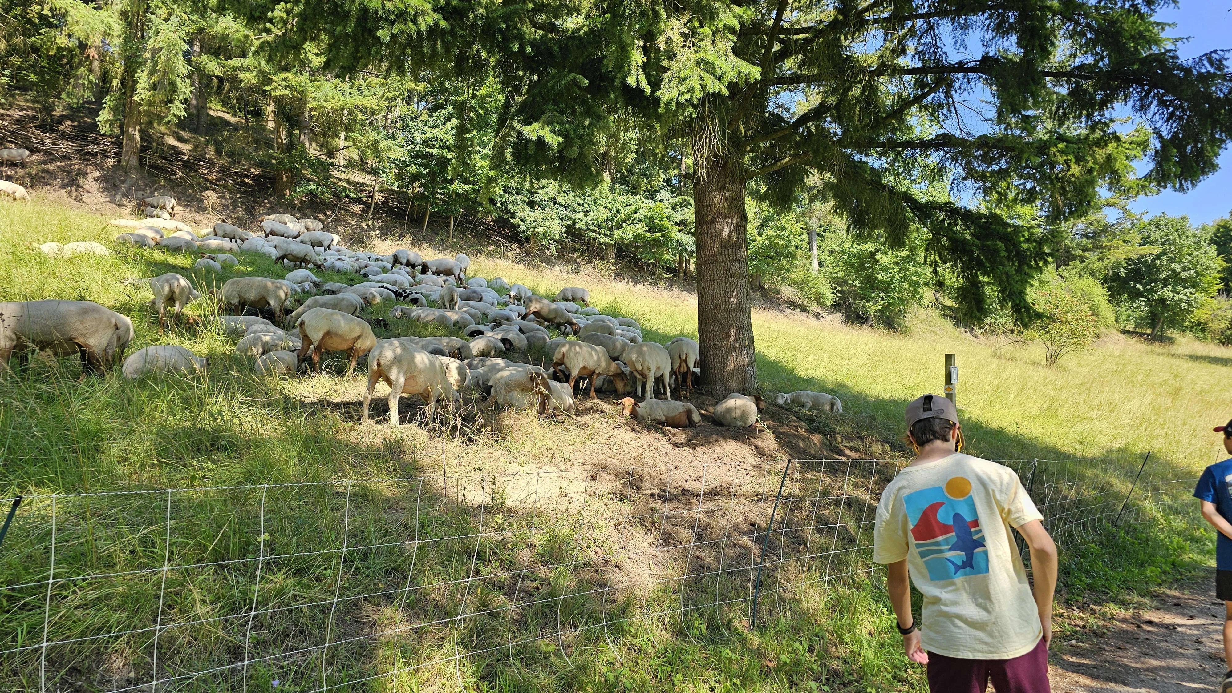 Trail hike through Black Forest trees