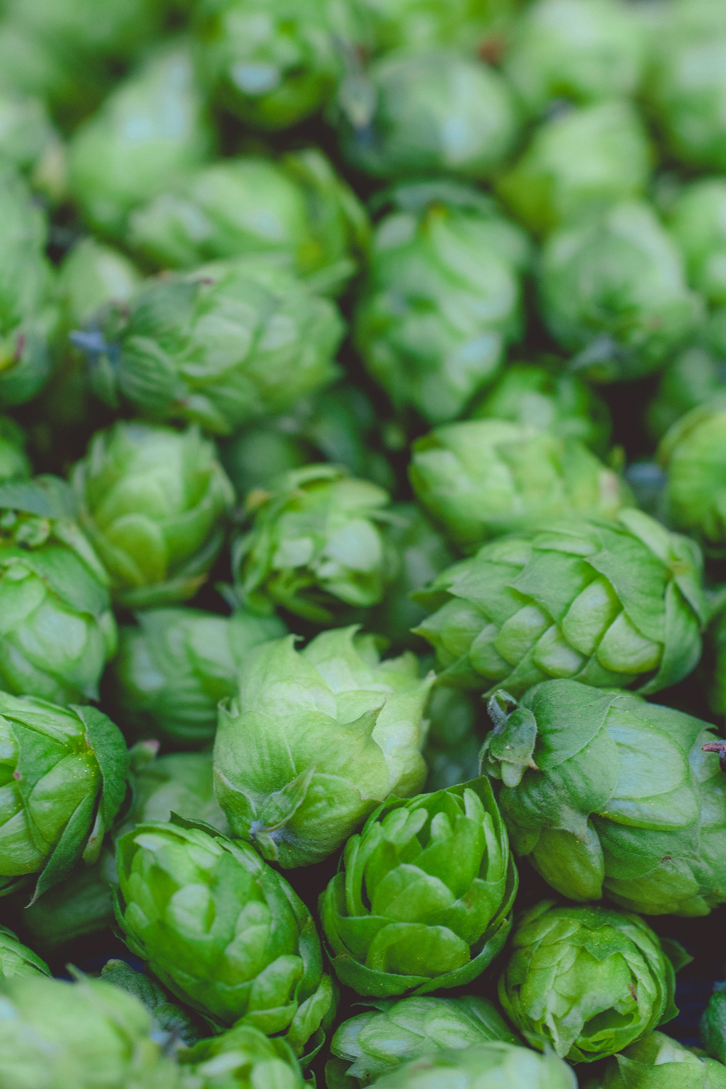 Fresh green hop cones ready for harvest