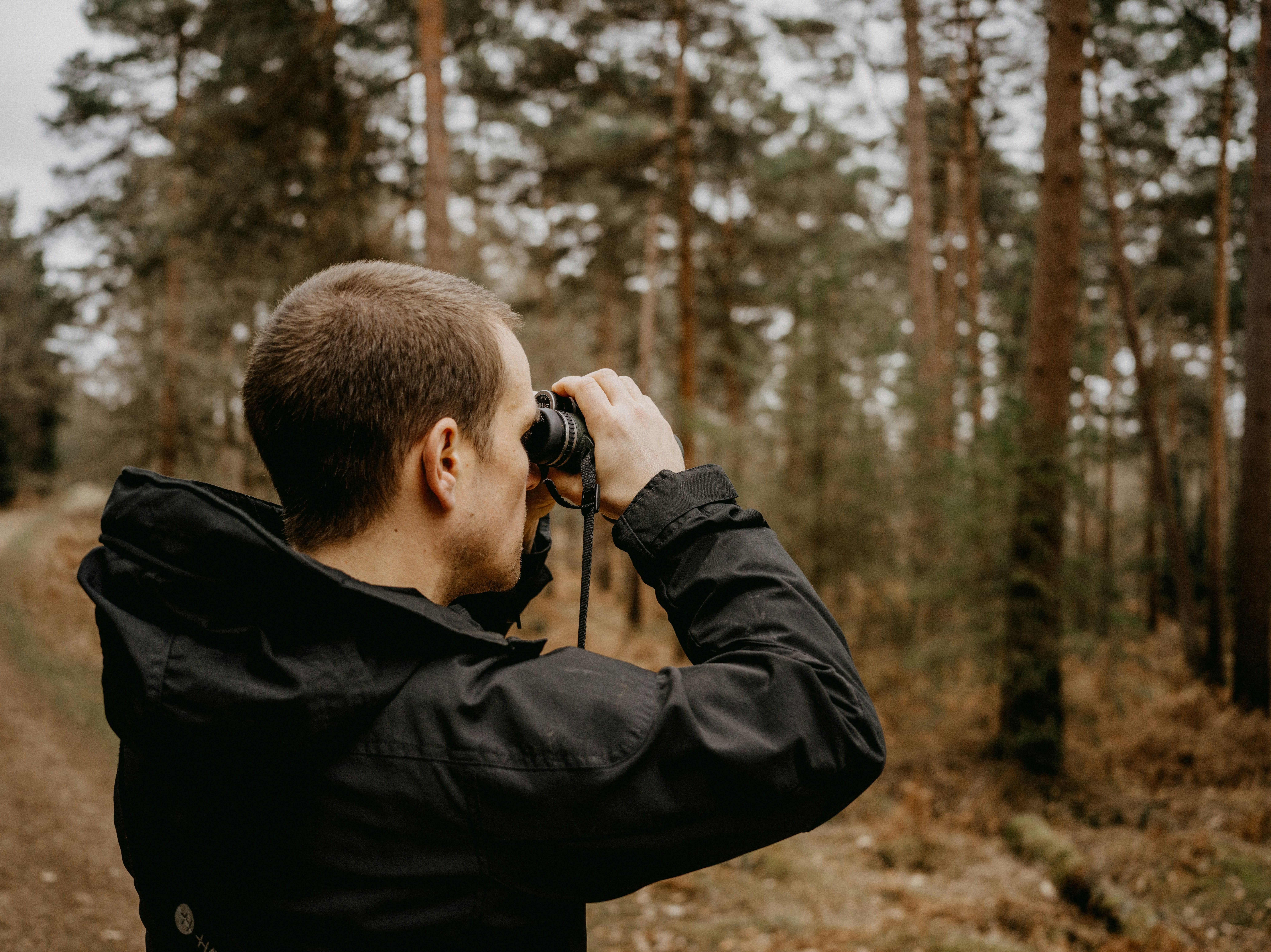 Birder scanning a forest trail with binoculars among tall pines