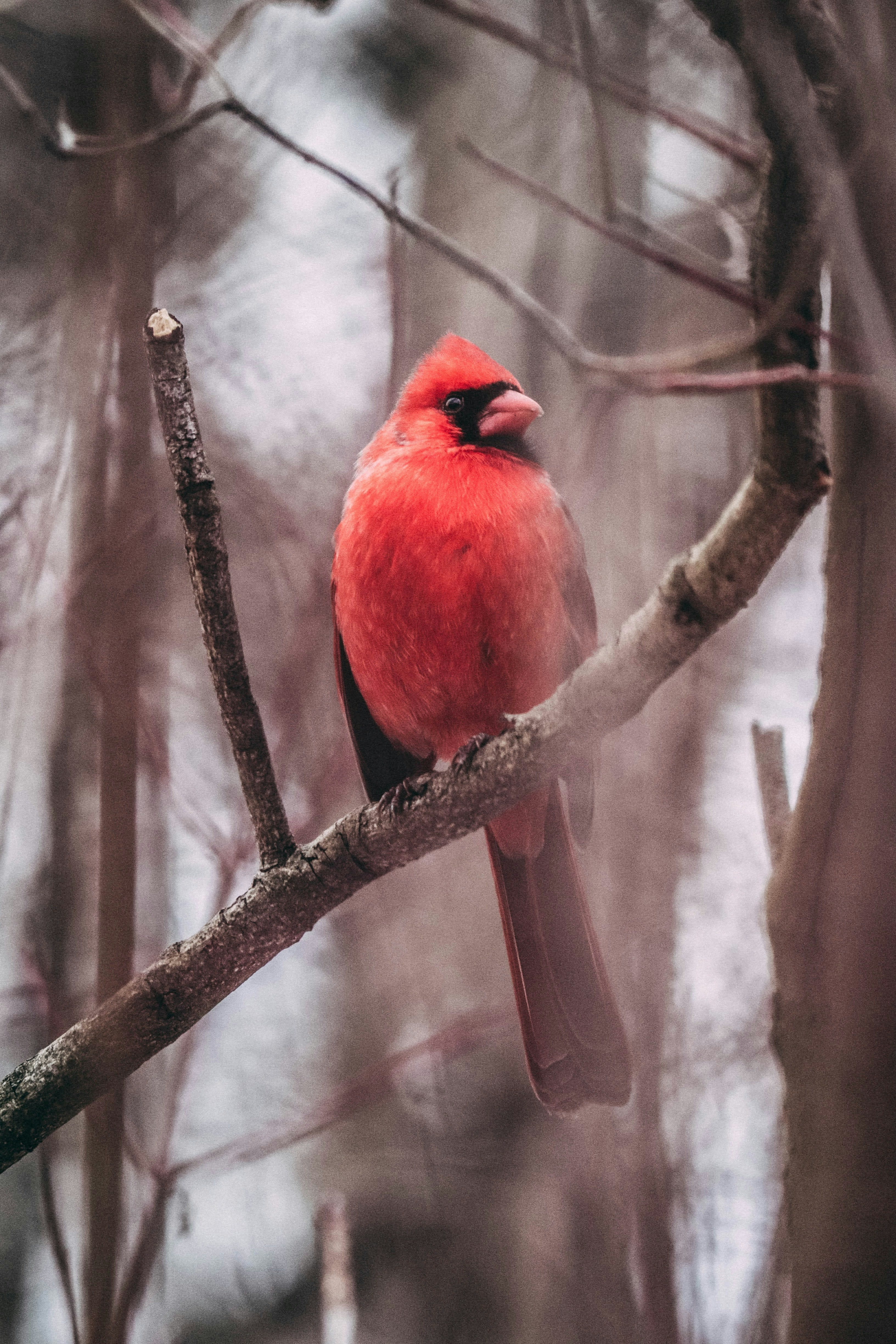 Vivid red Northern Cardinal perched on a bare winter branch