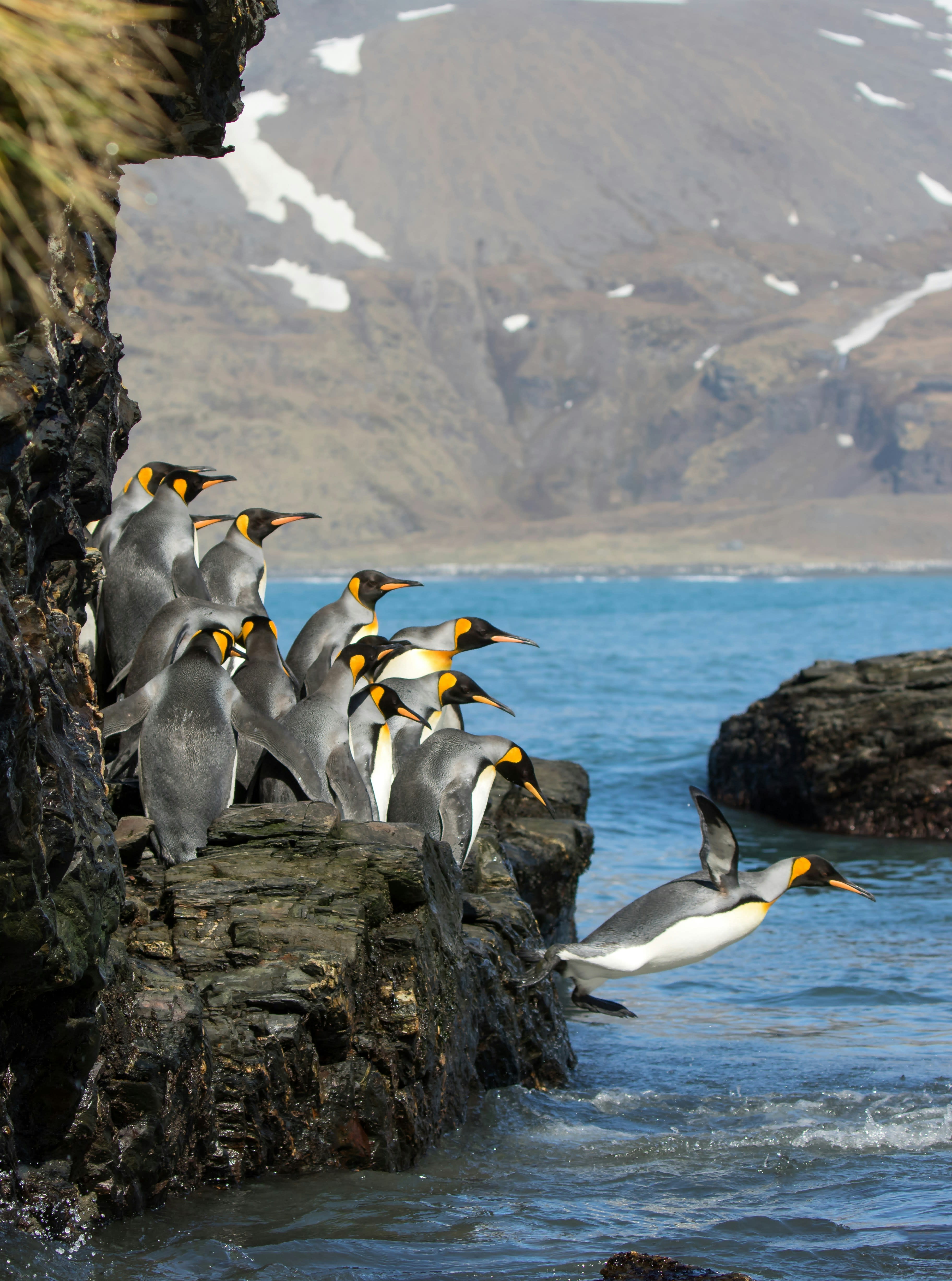 King penguins queued on rocky coastal ledge above turquoise water with snowy mountains behind