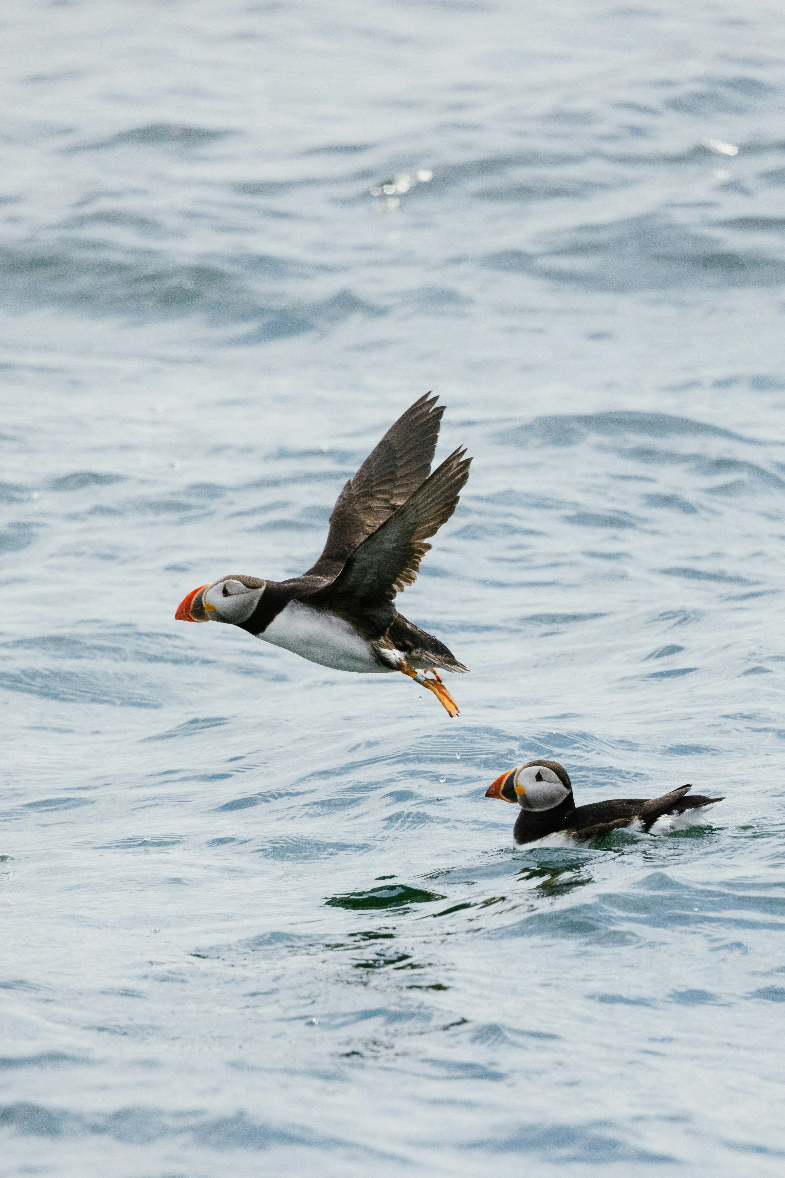 Atlantic puffin in flight above two puffins floating on the open ocean