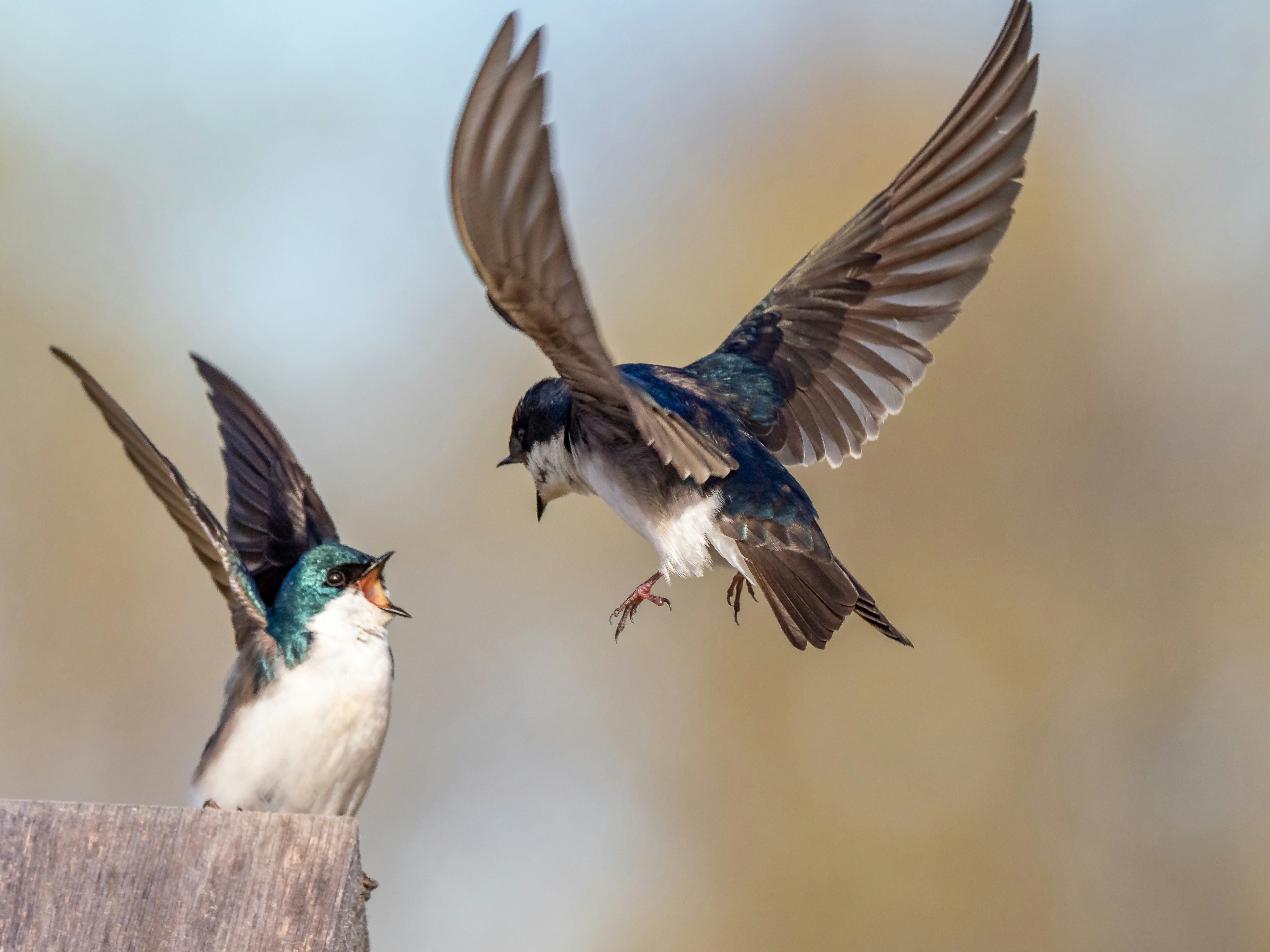Two tree swallows in flight, wings spread against a warm bokeh background