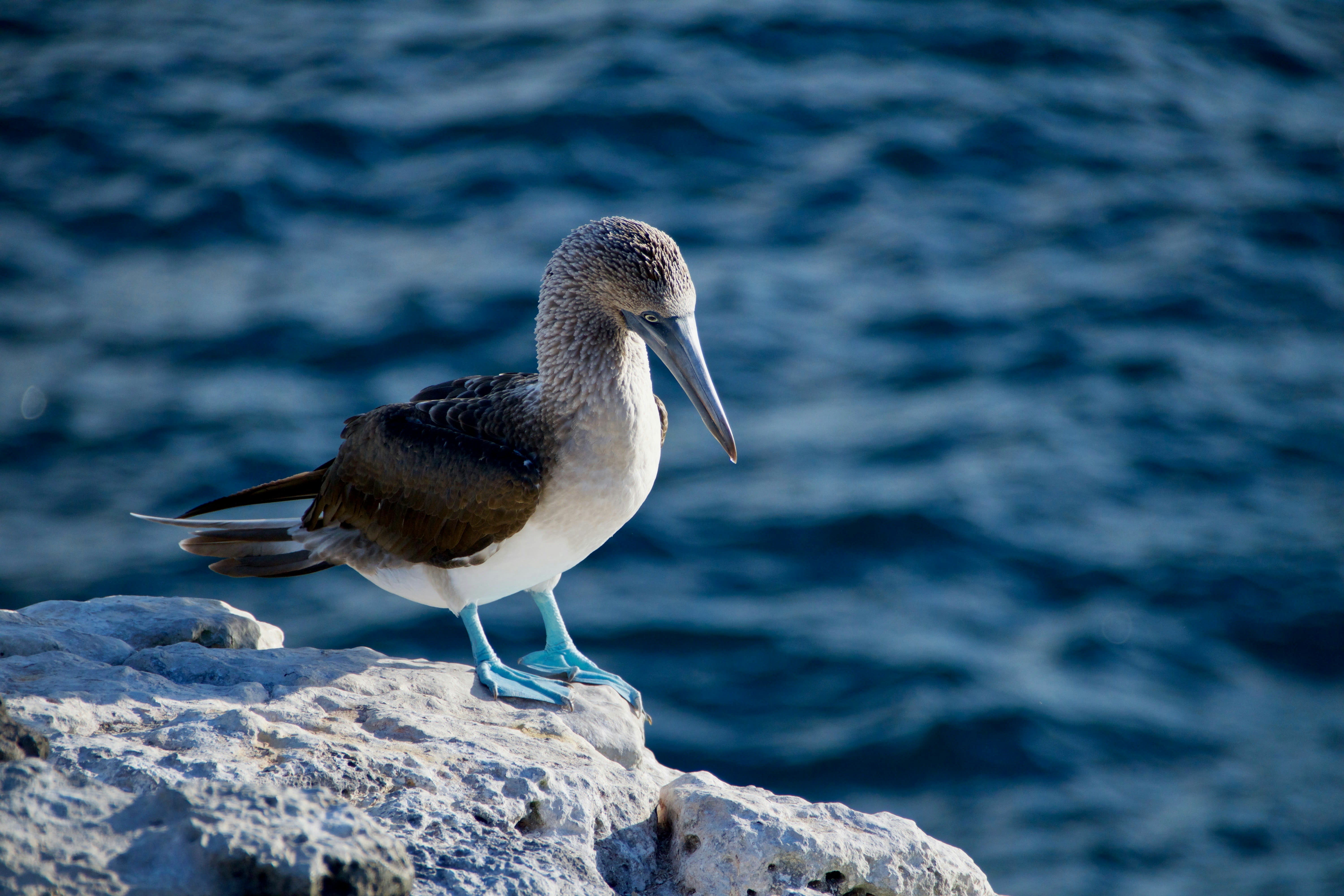 Blue-footed booby with vivid blue feet standing on volcanic rock in the Galapagos