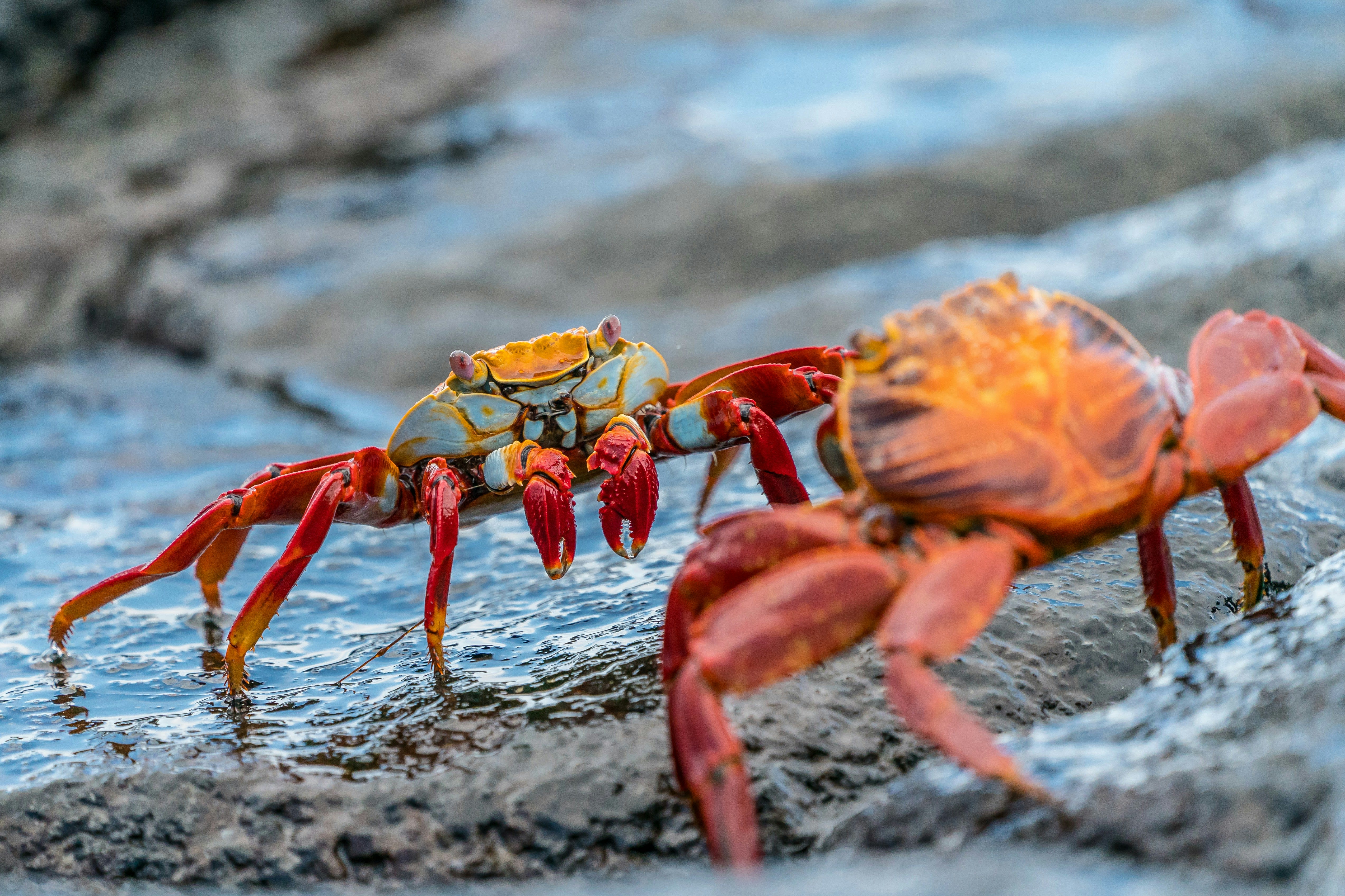 Bright red Sally Lightfoot crabs clustered on black lava rock along a Galapagos shoreline
