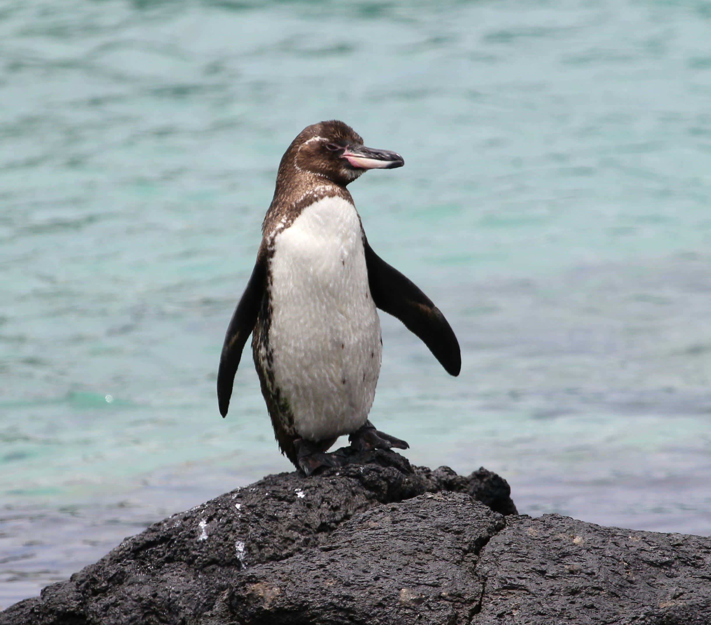 Galapagos penguin perched on rocky shore, the only penguin species in the Northern Hemisphere