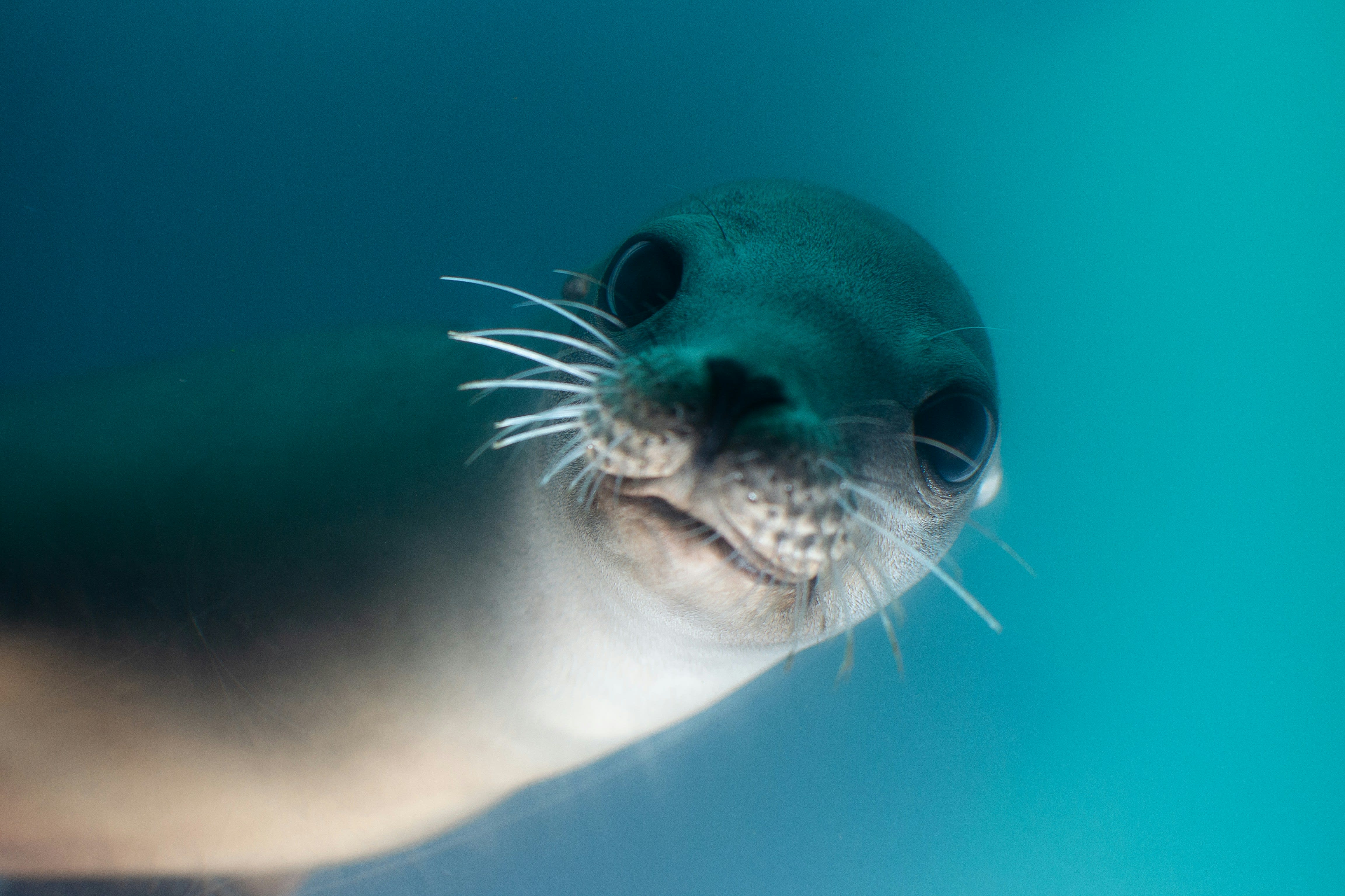 Galapagos sea lion gliding through clear blue water, its sleek form visible just below the surface