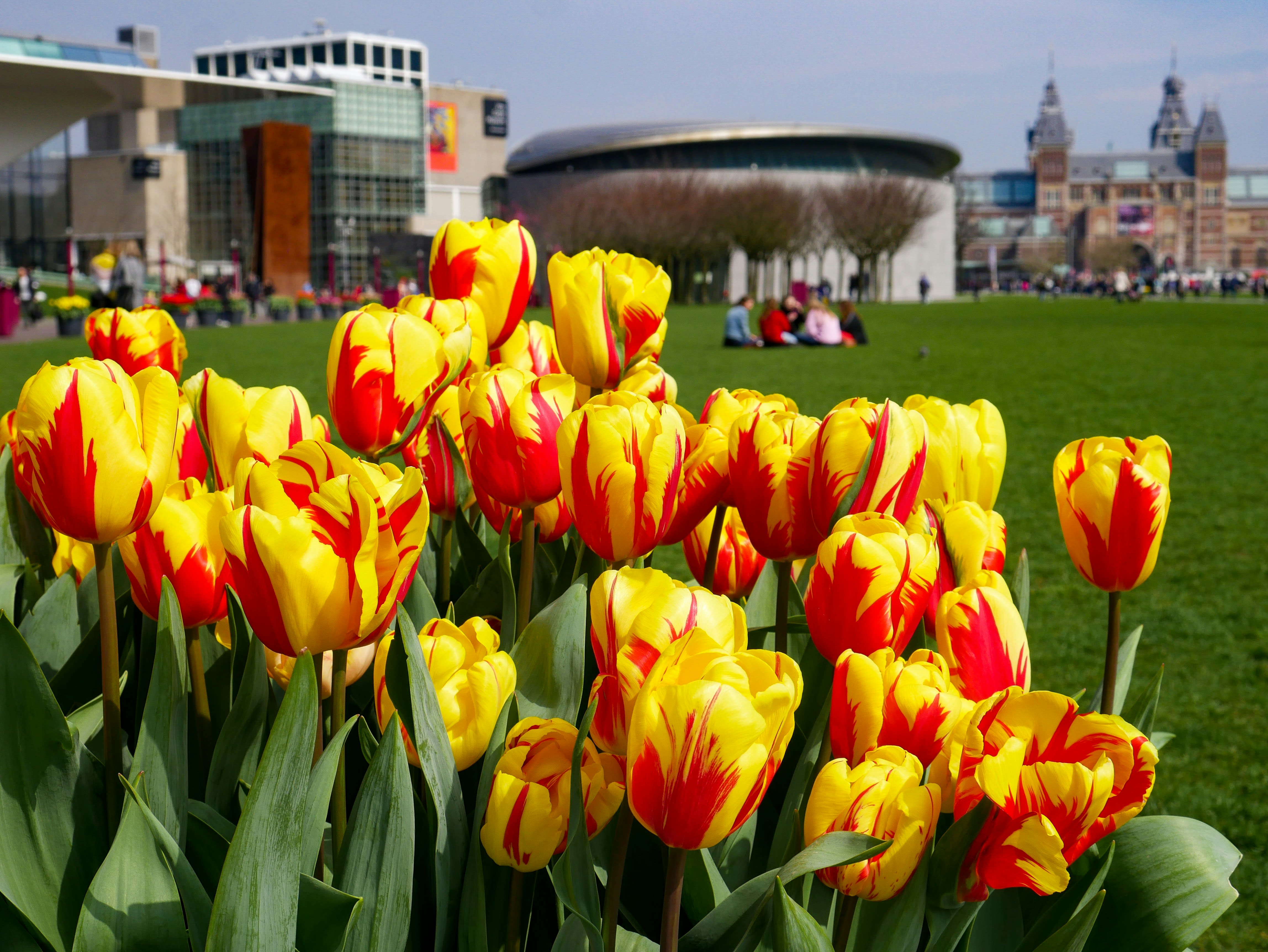Tulips in bloom with the Amsterdam Museumplein in the background