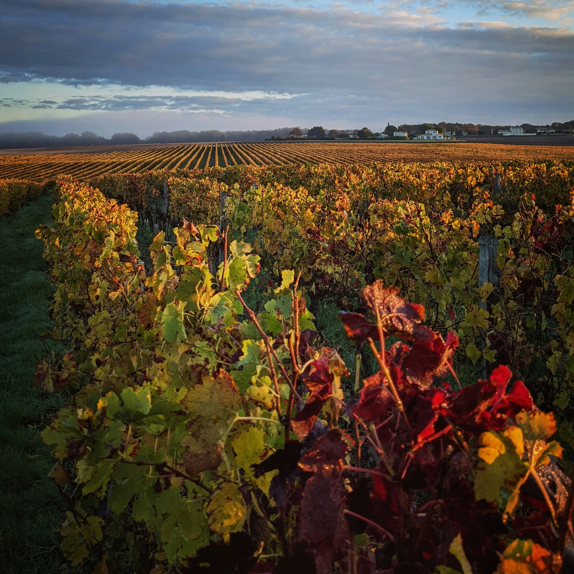 Bordeaux vineyard vines in autumn golden light