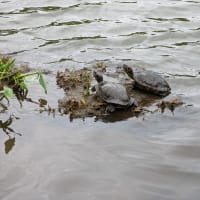 Turtles