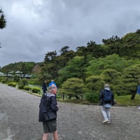 Walking towards water lily pond