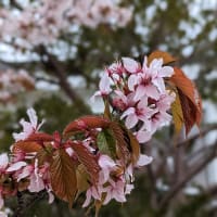 Cherry blossom