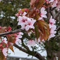 Cherry blossom