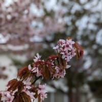Cherry blossom