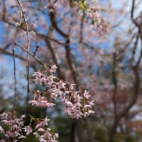 Cherry blossom