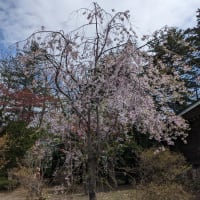 Cherry blossom