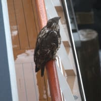 A Bald Eagle sitting on the ship!