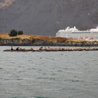 Sea lions and the Viking Orion