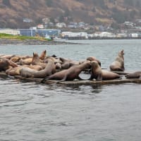 More sea lions!