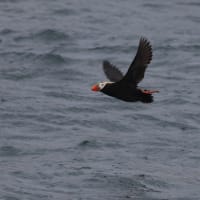 Puffin in flight
