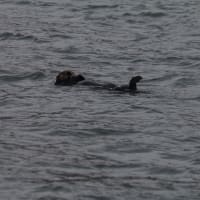 One sea otter ...