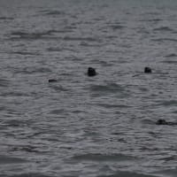Many sea otters!
