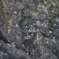 Kittiwakes