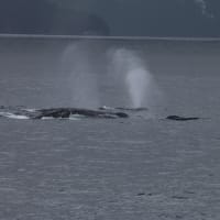 Humpback whales