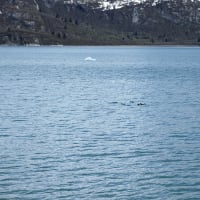 More sea otters!