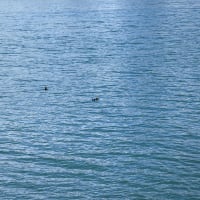 Sea otters!