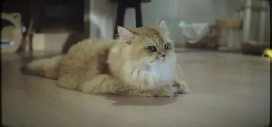 eufy Clean L60 Hybrid SES Robotstofzuiger met dweilfunctie - Robot Vacuum - 5.000 Pa Zuigkracht, Met automatisch leegstation, Bestuurbaar via smartphone - afbeelding 2