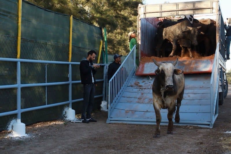 Les parties prenantes font pression pour que les importations de bétail européen fassent baisser les prix de la viande
