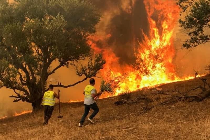 Un mort dans les incendies de forêt en Algérie