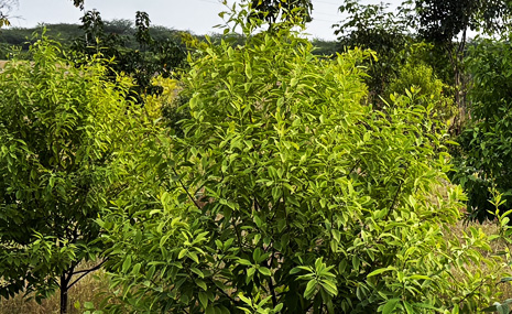 How To Grow Chandan Tree