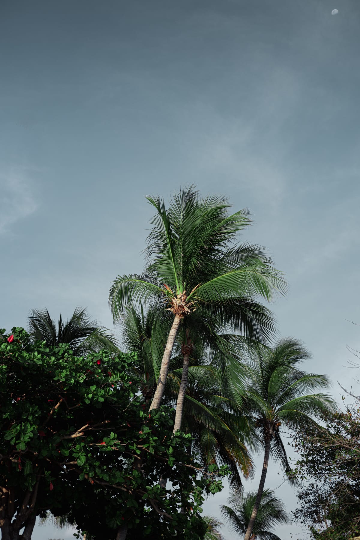 Palm trees beneath a cloudy, humid sky in Puerto Escondido, Oaxaca during peak rainy season