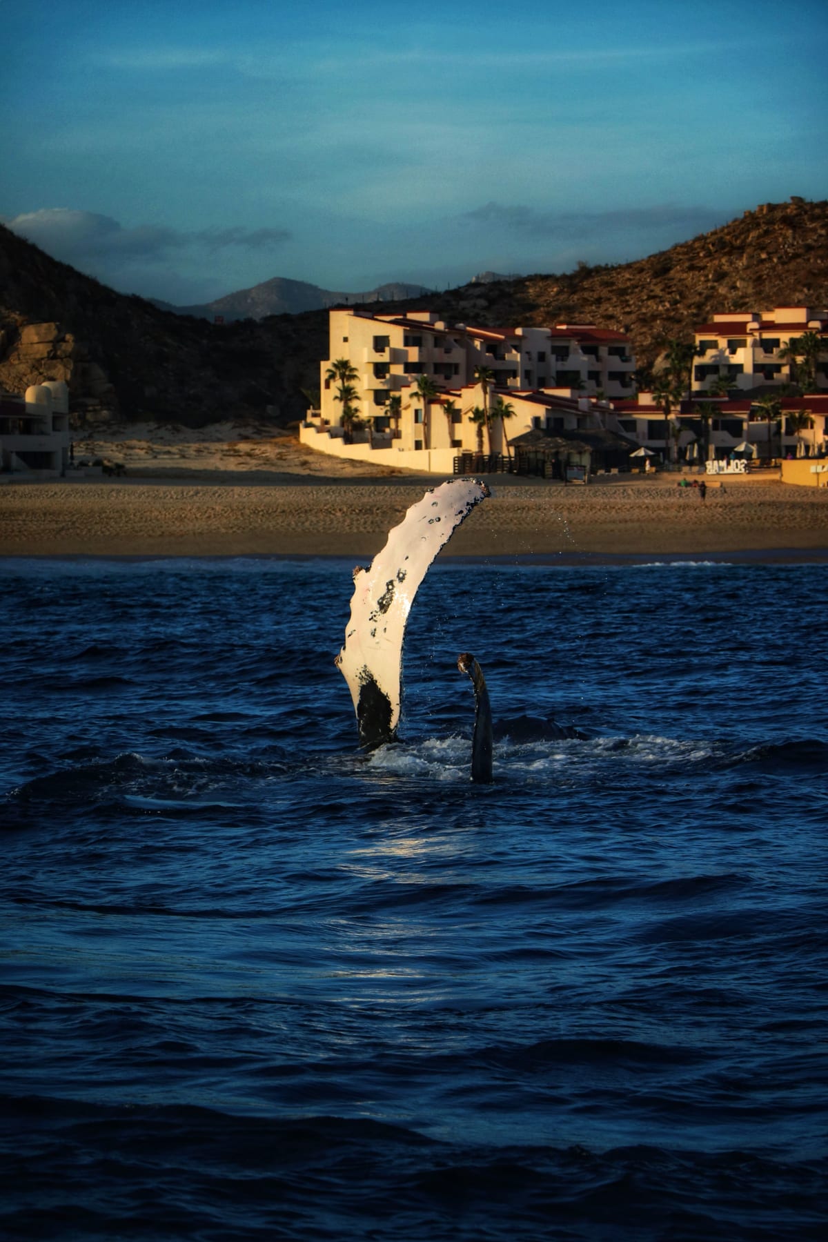 Queue de baleine s'élevant de la mer près d'une plage rocheuse