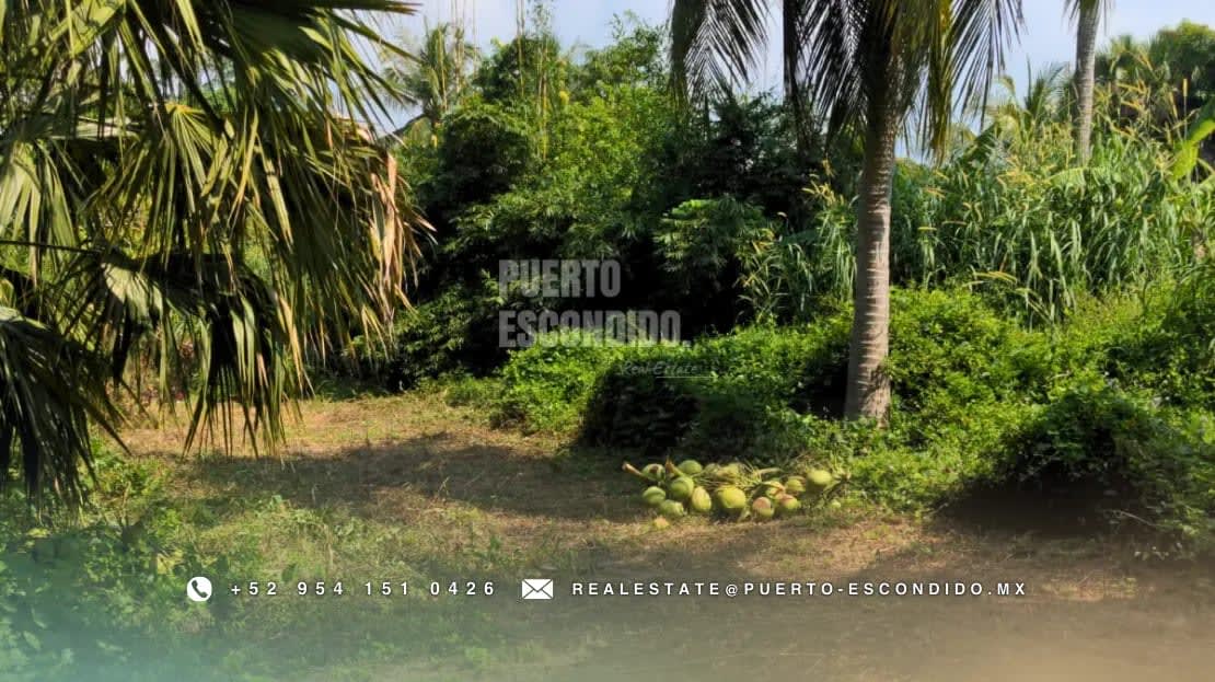 Oportunidad con Financiamiento: Terreno Sustentable en el Tomatal - Miniatura 15