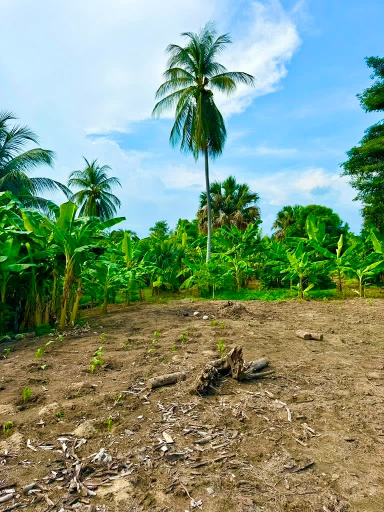 Oportunidad de Inversión en Terreno Costero en El Tomatal - Miniatura 12