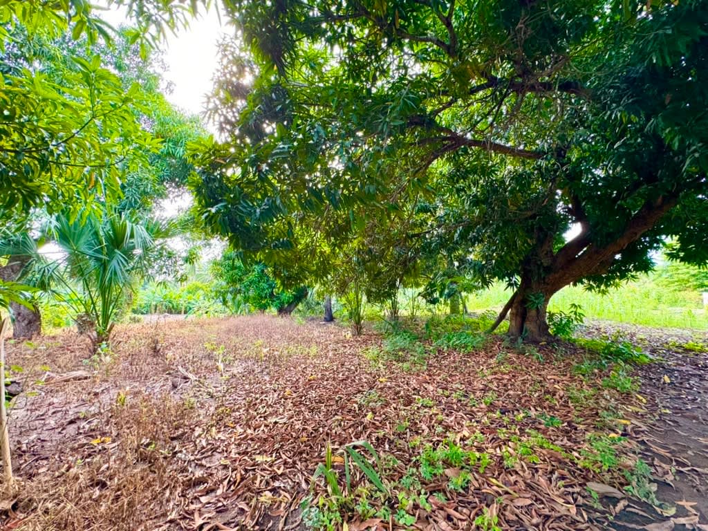 Oportunidad de Inversión en Terreno Costero en El Tomatal - Miniatura 13