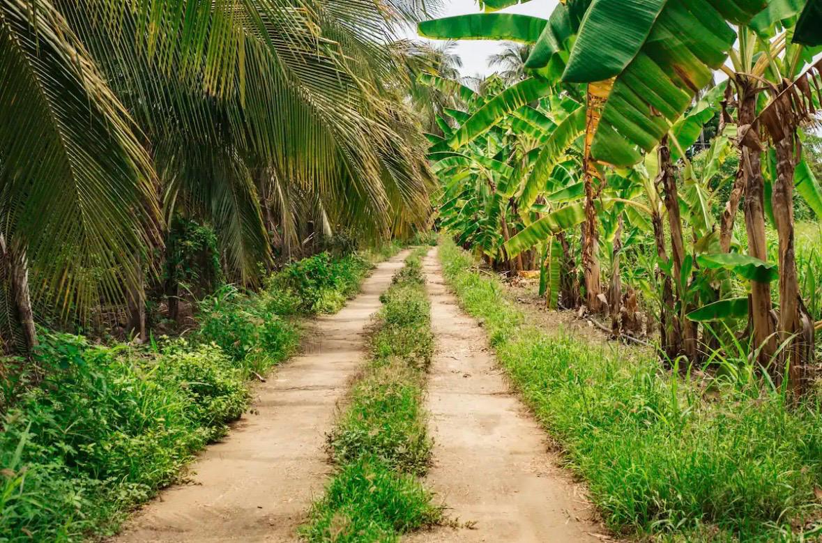 Eco-Villa Tropical y Huerto de Frutas en Producción Cerca de Puerto Escondido - Miniatura 11