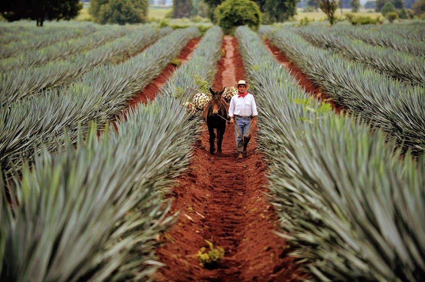 Rural Land Investment: Agave Farming and Property Development Potential…