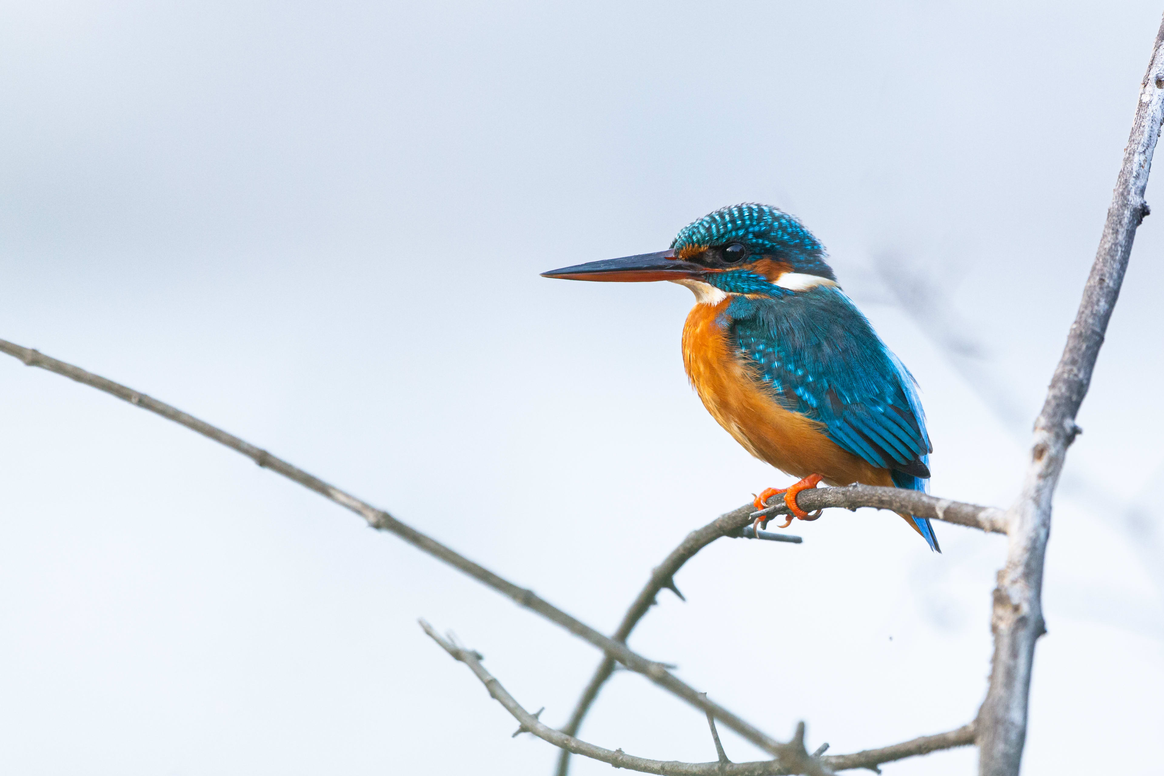White-throated Kingfisher