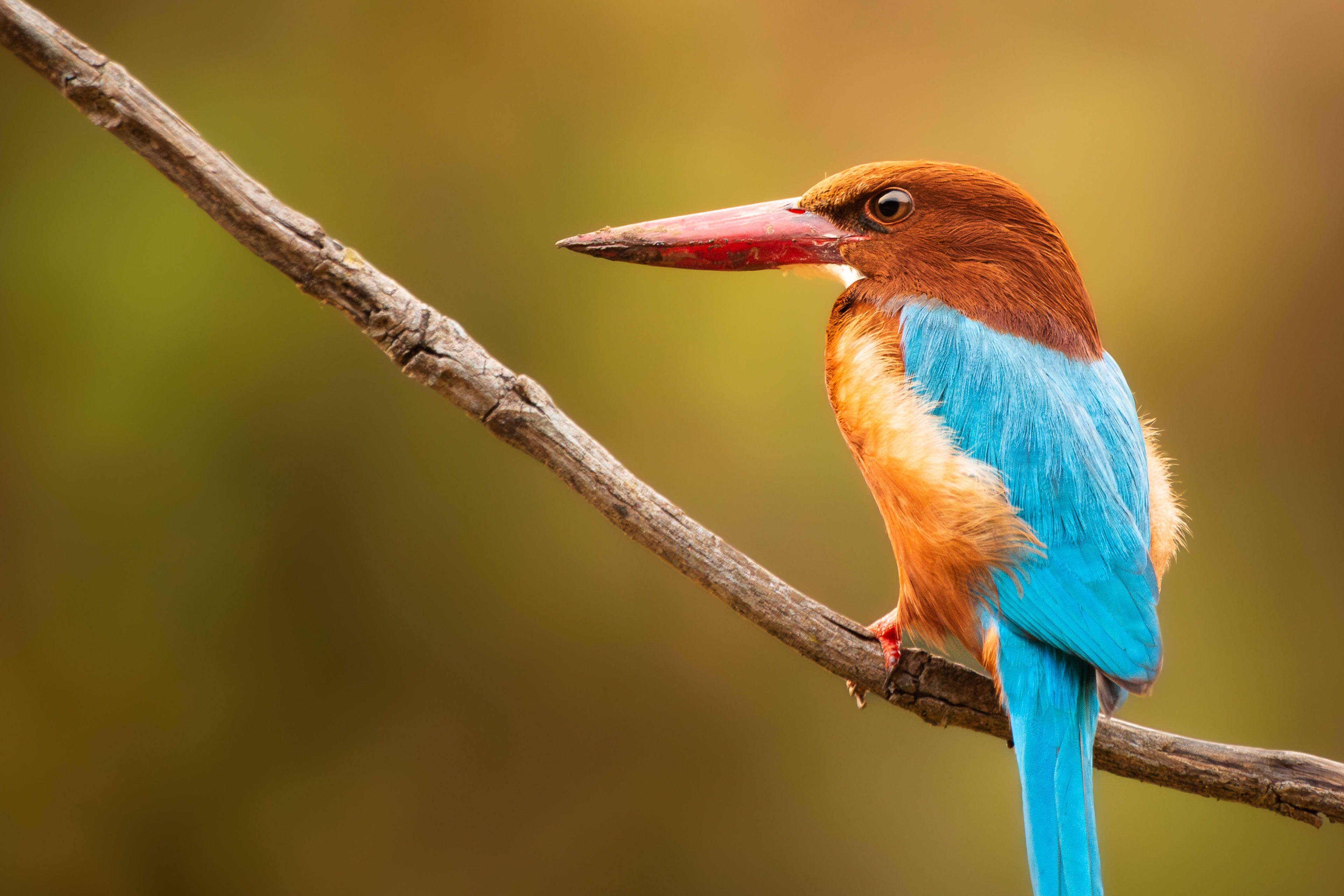 Common Kingfisher