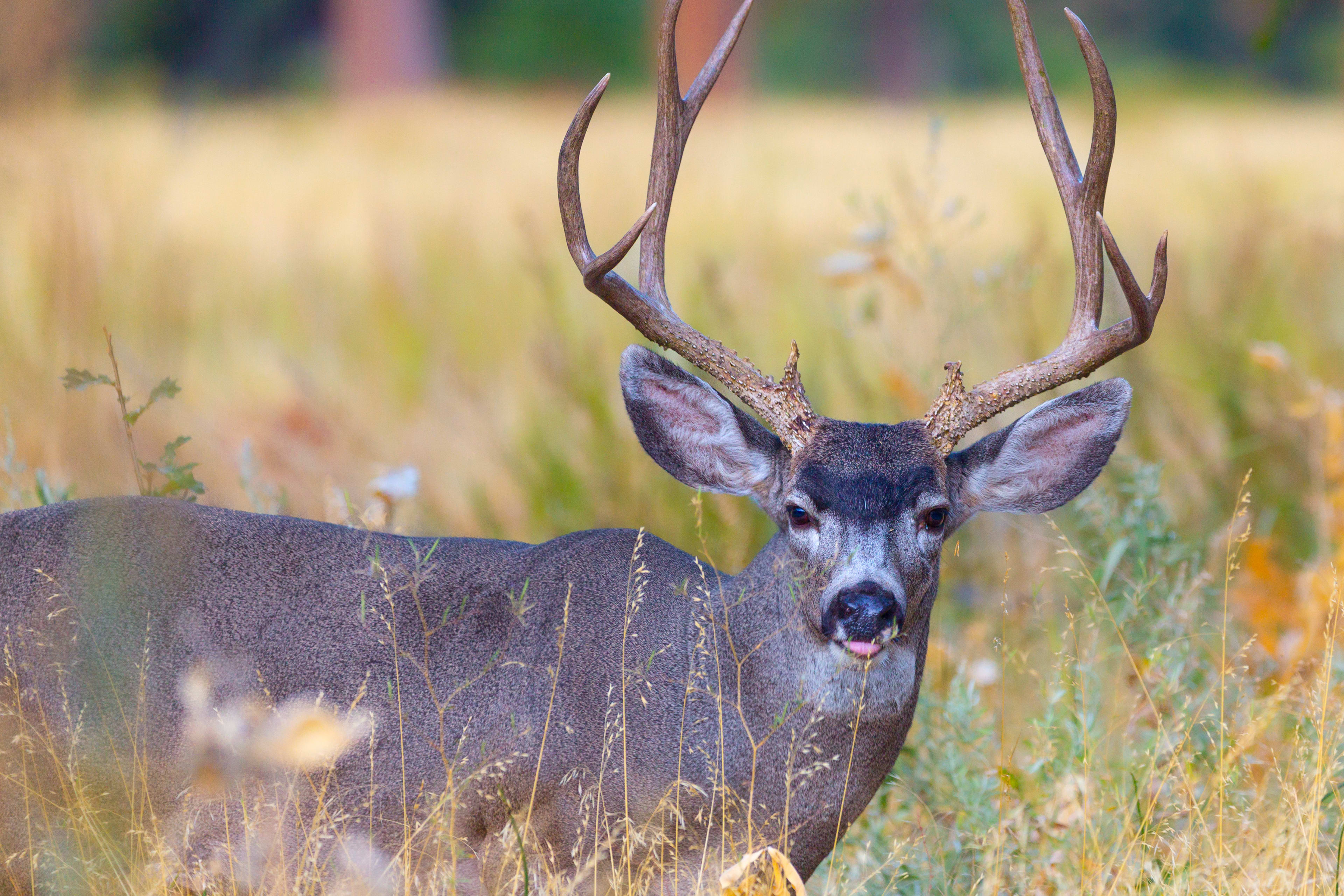 Mule Deer Buck