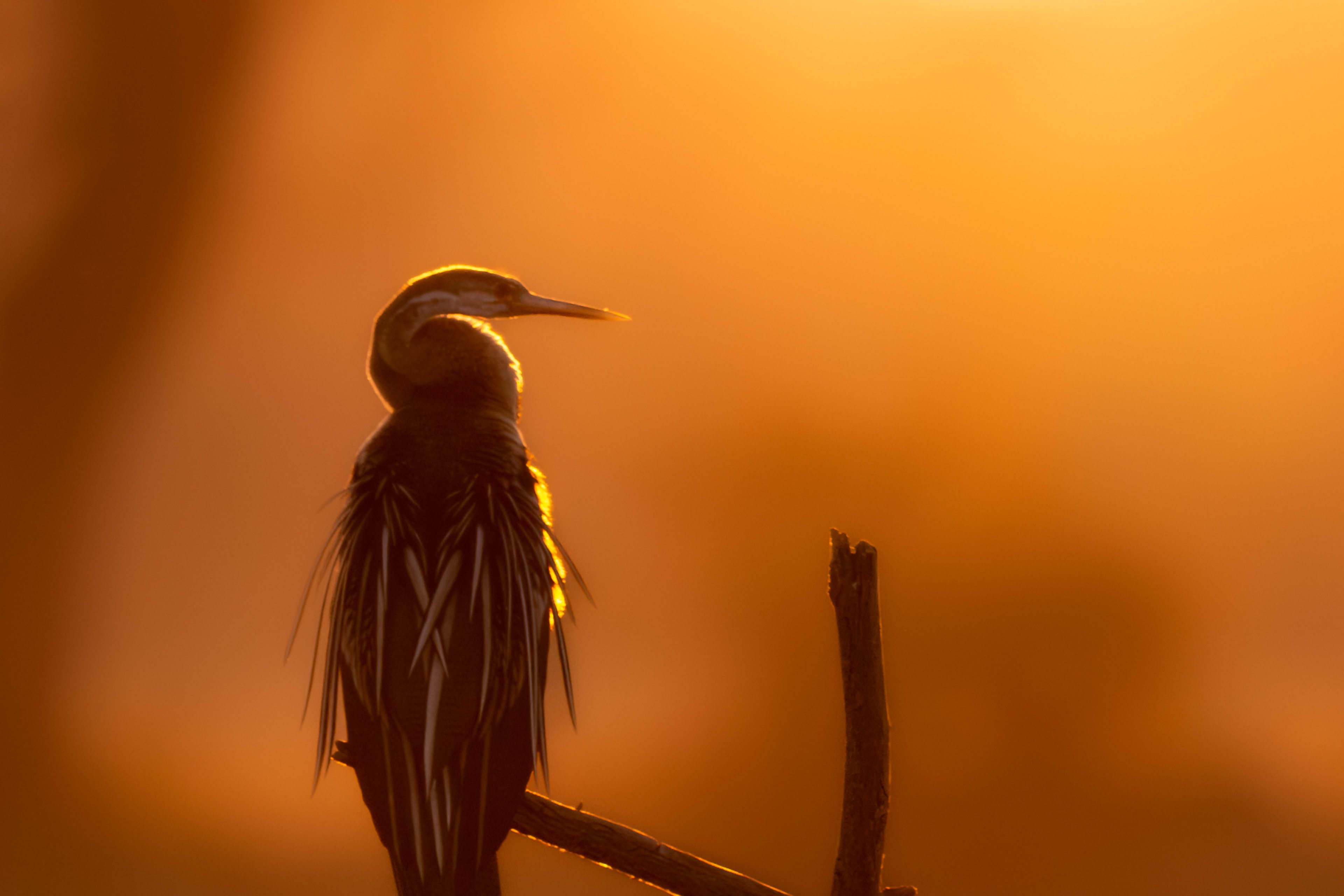 Backlit Darter on Branch