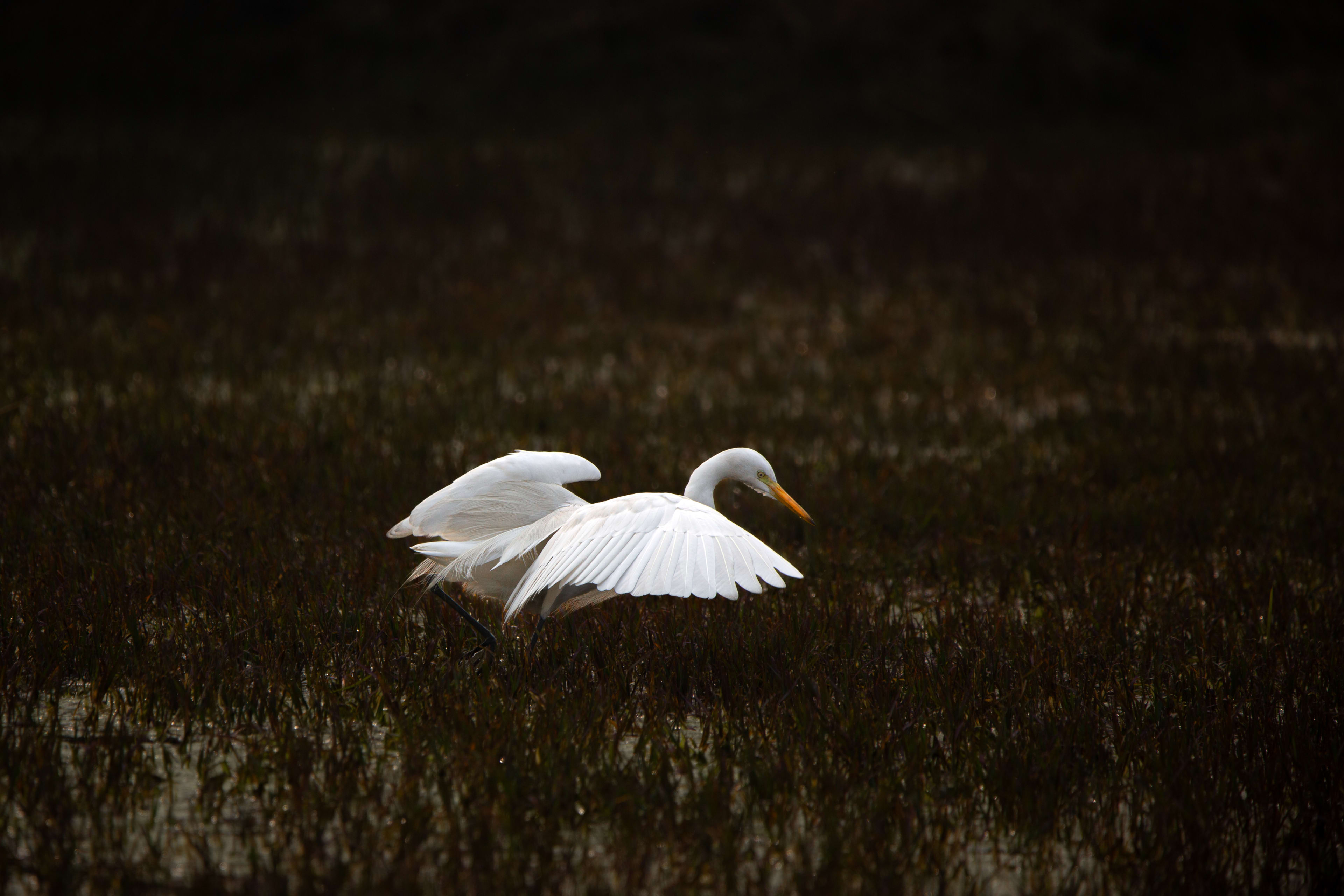 One White Wing