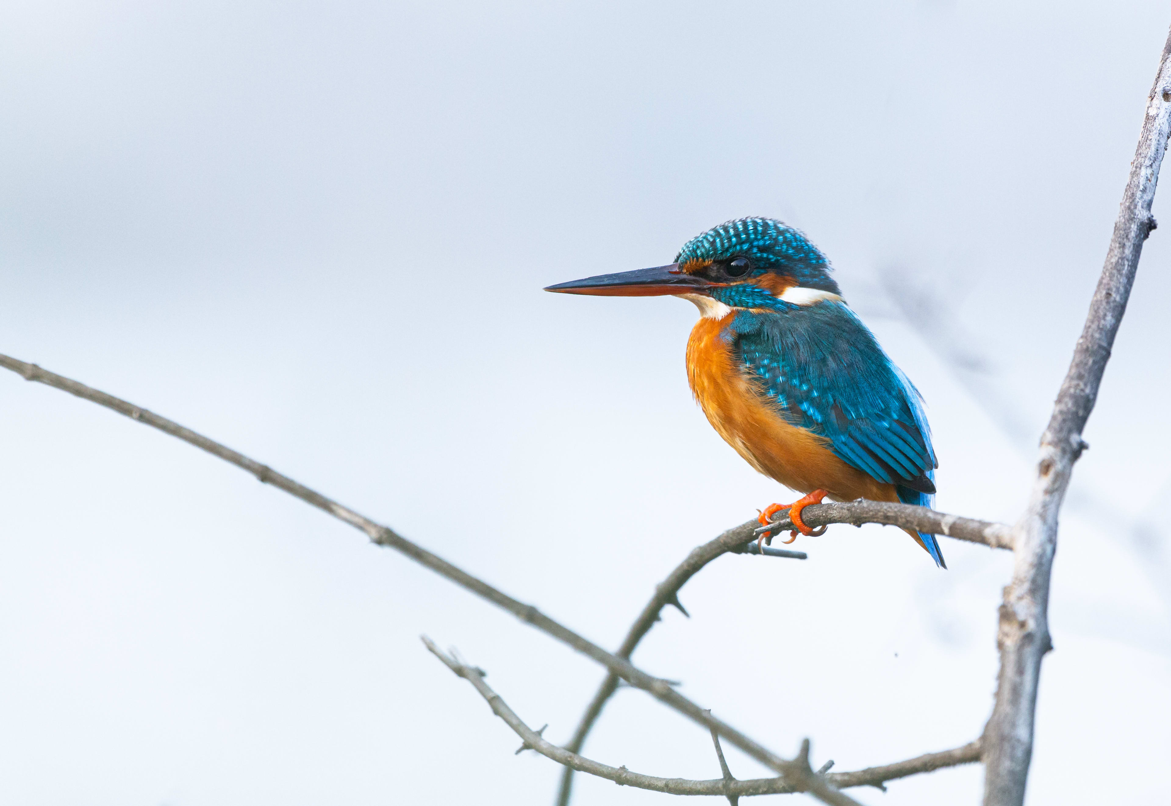 Jewel on a Branch