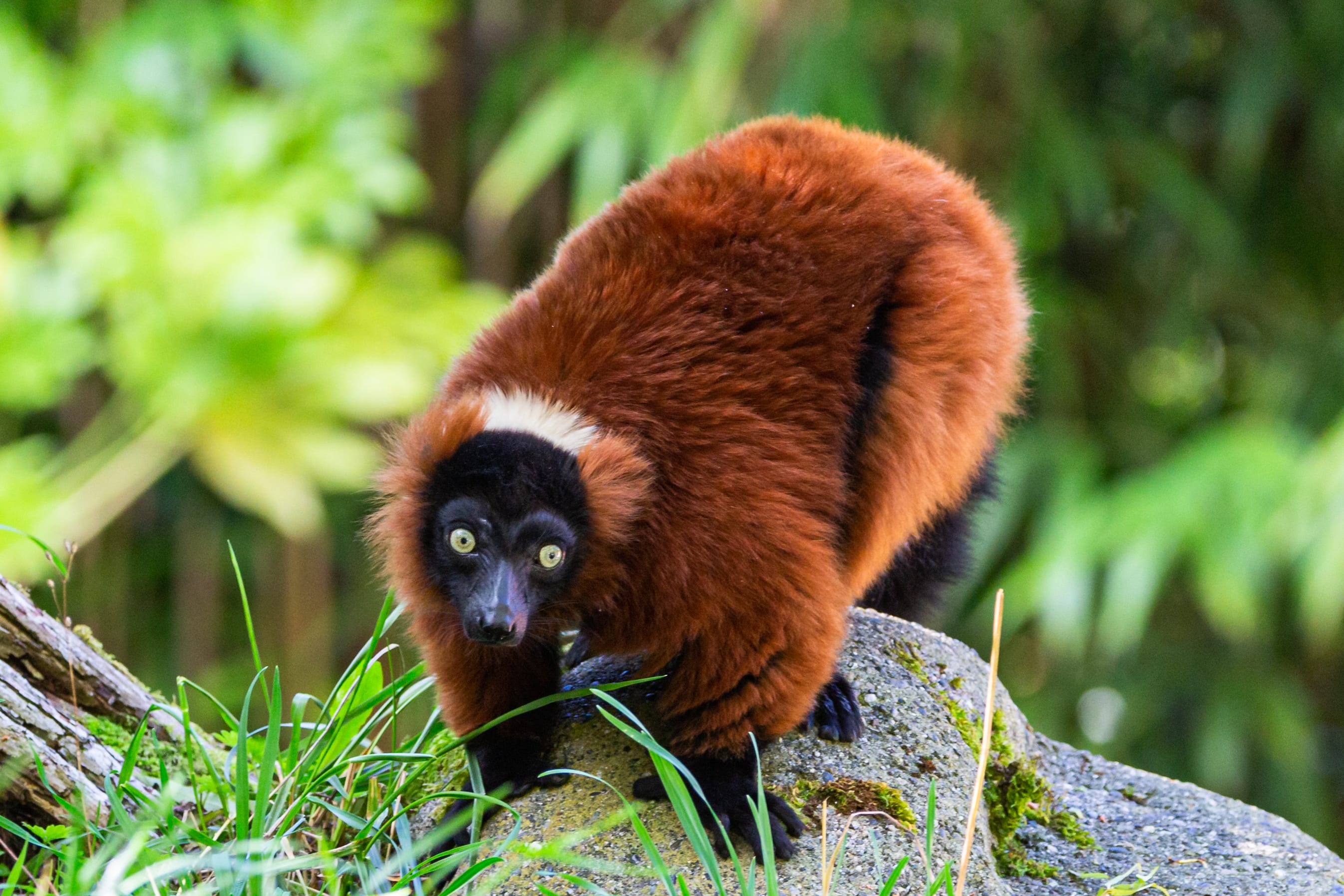 The Red Lemur